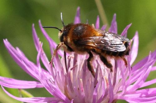 Réf. 287 867 : Lithurgus cornutus